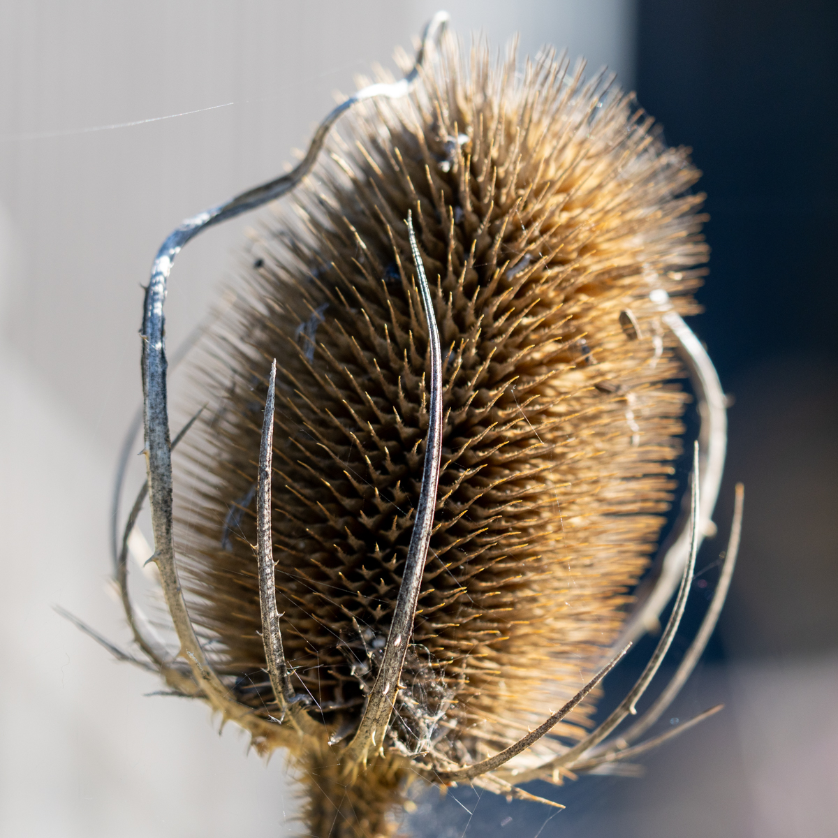 Photography by Chris Allington